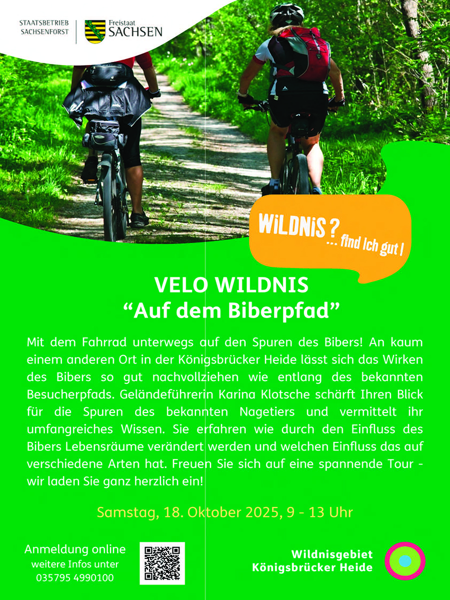 VELO WILDNIS - Fahrradtour auf dem Biberpfad in der Königsbrücker Heide